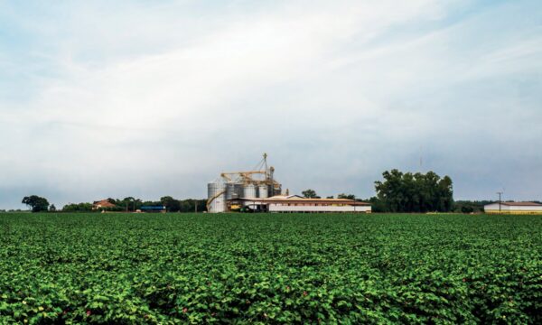 Cooperativas superam bancos no crédito rural e movimentam R$ 46 bilhõe
