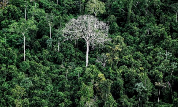 Florestas tropicais guardam até US$ 1,2 trilhão em medicamentos ainda