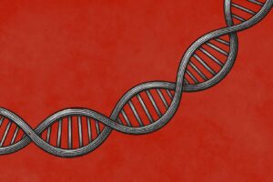 Gene ‘arquiteto’ do coração revela nova origem para defeitos cardíacos