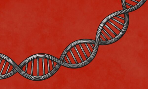 Gene ‘arquiteto’ do coração revela nova origem para defeitos cardíacos congênitos