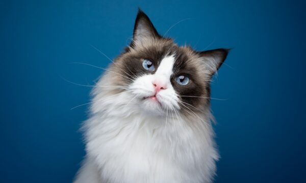 Gatos mais mansos ao longo dos séculos? Estudo dá pista sobre felinos