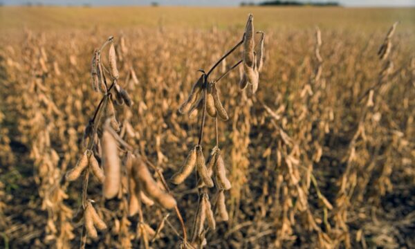 El Niño pode ser o mais forte desde 1950 — e ameaça até metade da soja no Brasil