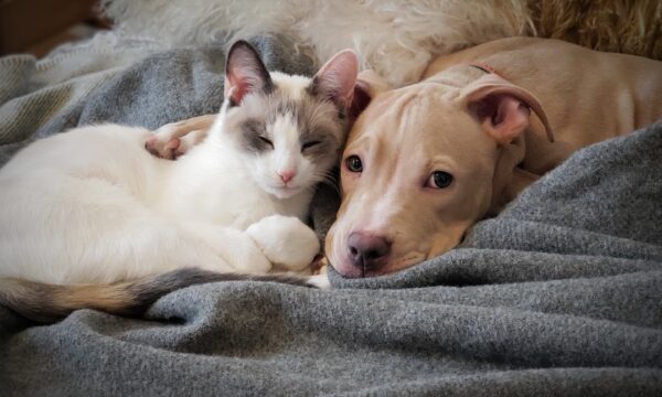 Como tirar fotos boas de pets? Conheça apps e dispositivos que ajudam