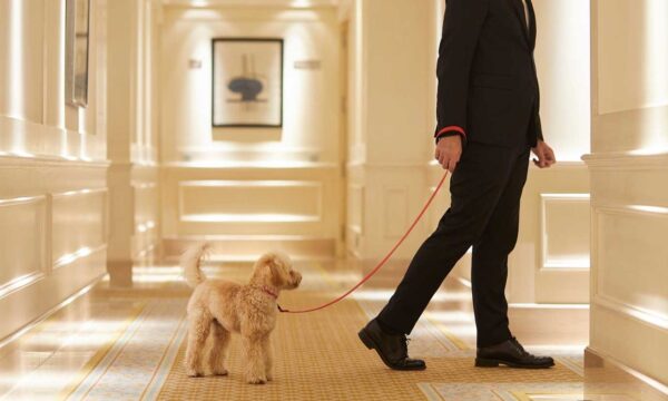 Três lugares para se hospedar com cachorros…