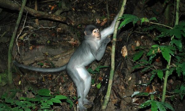 Estes macacos fazem algo com os pés que pode mudar o que sabemos sobre