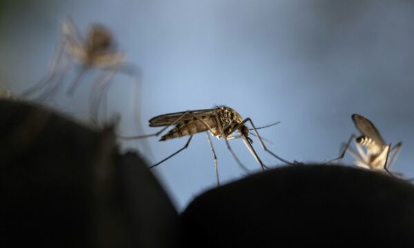 Mosquito levado em avião pode ter causado surto de malária na Alemanha