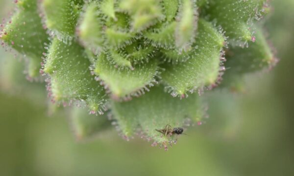 Planta carnívora confirma hipótese de Charles Darwin após 150 anos