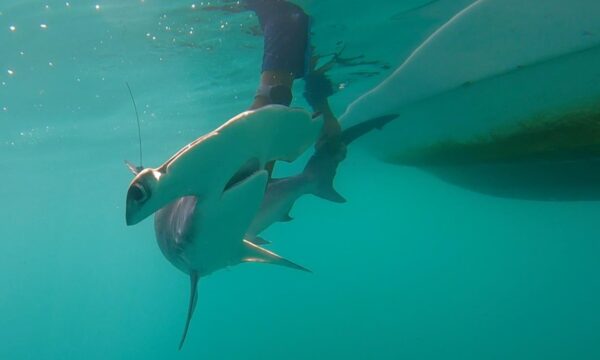 Tubarão-martelo raro reaparece nas Ilhas Galápagos após mais de 20 anos