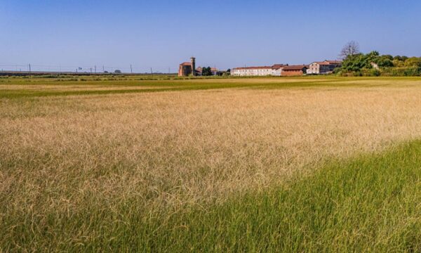 A ressaca do 2T26 e a semana de ouro das ações; os destaques do Agro Times
