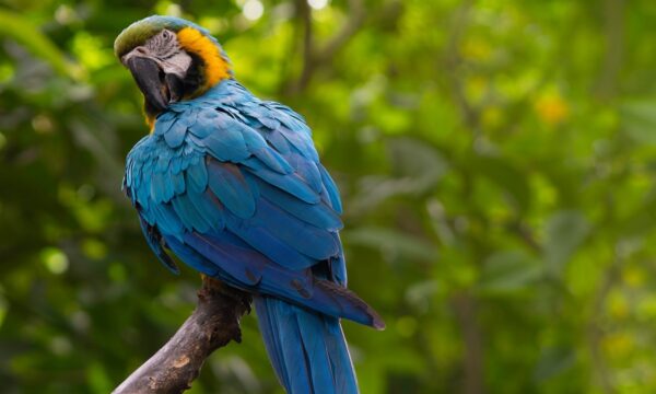 A arara-azul não é azul: entenda a ilusão de óptica por trás da cor da