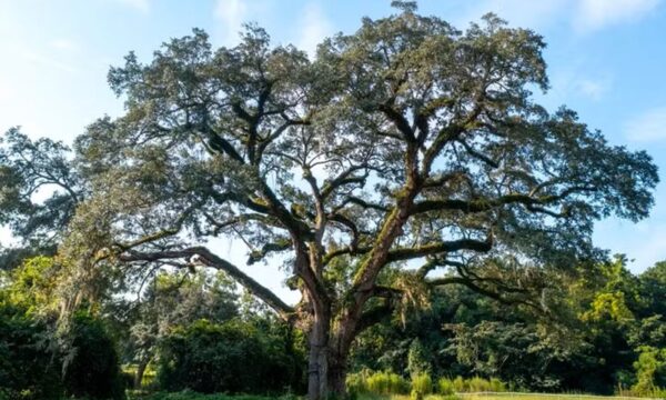 Árvore de 300 anos que sobreviveu à guerra e raio passa por resgate no