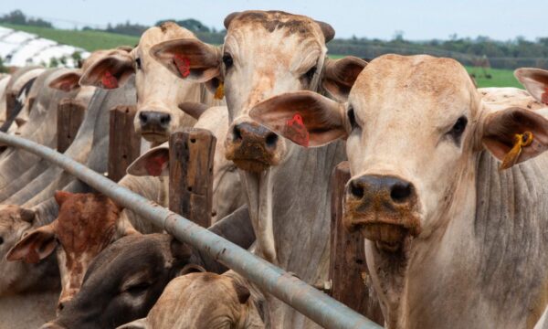 Brasil deve aproveitar cota de carne bovina dos EUA, que mitiga taxa da China, diz Abrafrigo