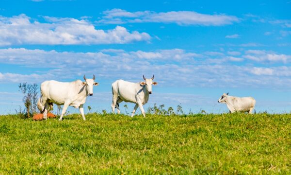 JBSS32, MBRF3 e BEEF3: o vencedor do 2T26 e o frigorífico para ter na