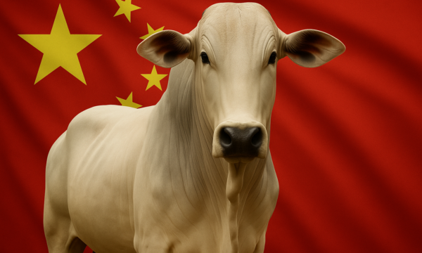Arroba do boi gordo: confira os preços em dia de especulação sobre a China