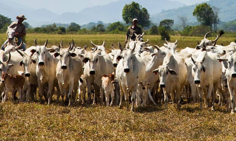 IBGE: Abate de bovinos e suínos cresce, mas o de frangos recua no 2º t