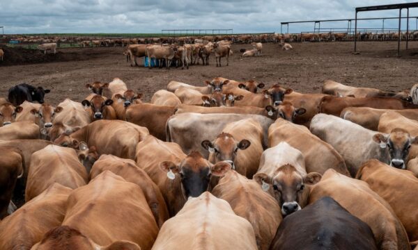 Trump desafia ‘monopólio’ das gigantes da carne e avalia facilitar abate por pecuaristas