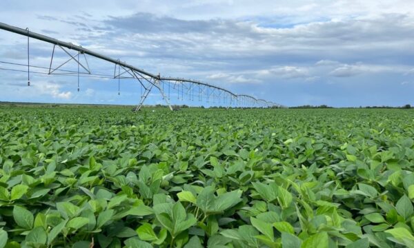 BrasilAgro (AGRO3) subiu 151 vezes desde o IPO; o que pode puxar o pró