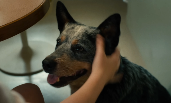 O cachorro de ‘O Fim da Rua’ morre? Anne Hathaway fala sobre polêmica