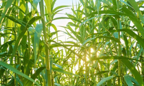 Temor com El Niño leva posições em aberto nos contratos futuros de açúcar a recorde, diz ICE