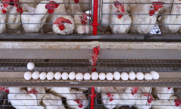 Ministro diz que Brasil trabalha para manter em primeiro momento exportação de aves à UE