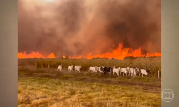 VÍDEO: gado foge de incêndio que atinge fazendas; fogo avança por áreas rurais de três estados