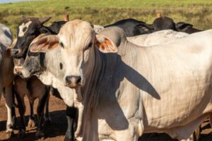 Carne bovina: Brasil atinge 90% da cota anual de exportação para China