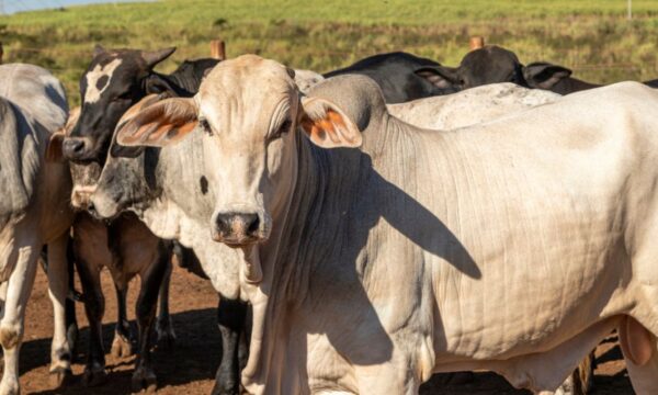 Carne bovina: Brasil atinge 90% da cota anual de exportação para China