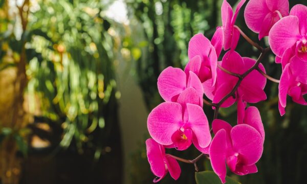 Como um campo abandonado virou refúgio para milhares de orquídeas