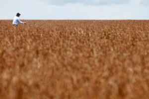 Área tratada com defensivos agrícolas sobe 5% no Brasil, enquanto valo
