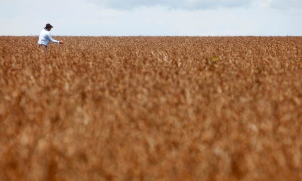 Área tratada com defensivos agrícolas sobe 5% no Brasil, enquanto valor do mercado avança 11%