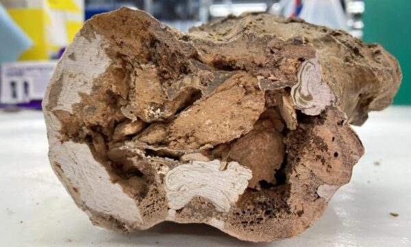 Cientistas encontram colágeno em fóssil de dinossauro de 66 milhões de anos