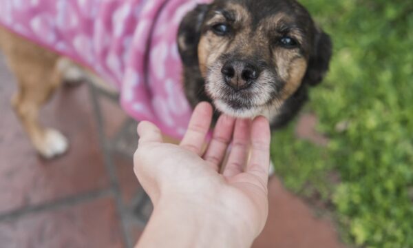 Cães conseguem ‘ler’ emoções humanas pelo rosto, aponta estudo
