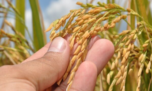 Super El Niño deve pressionar inflação dos alimentos em 2027; feijão e arroz lideram alta