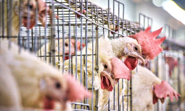 H5N1: o que é a gripe aviária, que já matou milhões de aves e infectou