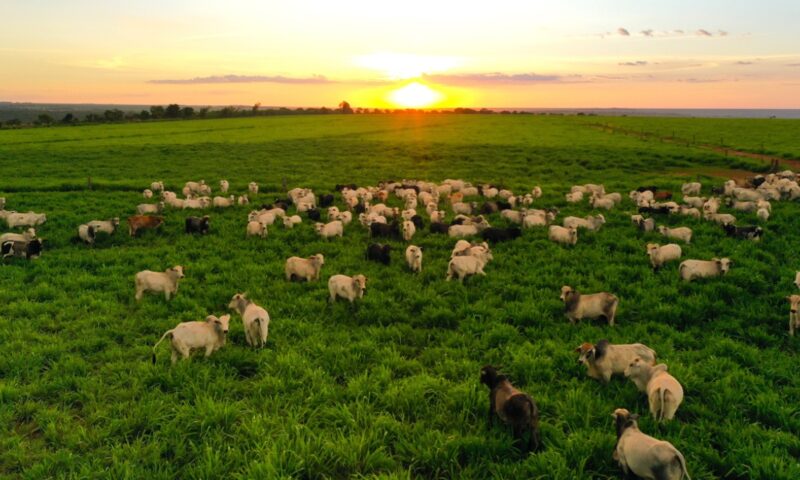 Grupo do agro com 25 fazendas entra em recuperação judicial para reneg