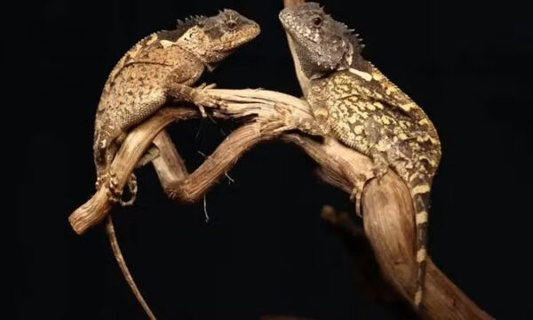 Dragão de ‘Game of Thrones’? Nova espécie de lagarto é descoberta na Tailândia