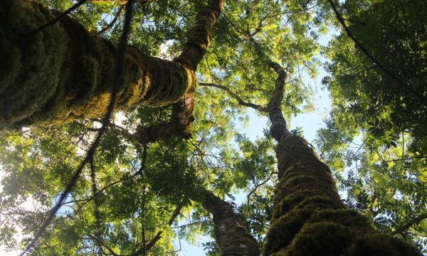 Como árvores milenares ajudam cientistas a prever grandes tempestades