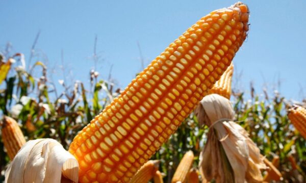 Milho atinge maior cotação em 3 anos em Chicago por menor produção nos