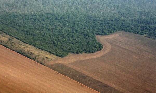 STF decide que Moratória da Soja é legal e exime tradings de indenizaç