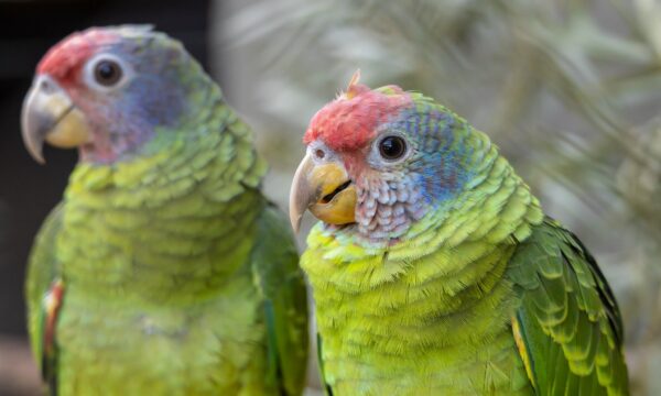 Papagaios vítimas de tráfico ganham novo espaço no Zoo de SP; veja vídeo