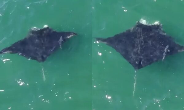 Maior raia do mundo é flagrada com ‘passageiro’ em NY; veja vídeo