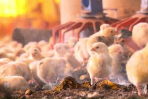 Depois do foie gras, quais práticas de criação e abate de animais podem ser proibidas?