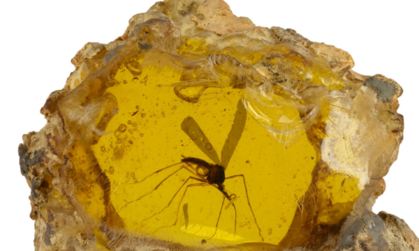 Fóssil de mosquito de ‘Jurassic Park’ é vendido por R$ 2,1 mi em leilão