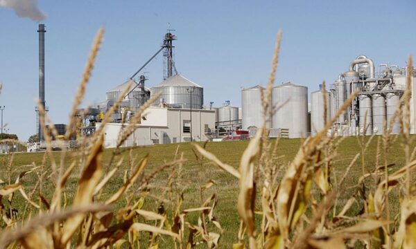 Otimismo voltou? Santander recomenda compra para 2 ações do agronegócio — e uma delas pode disparar 151%