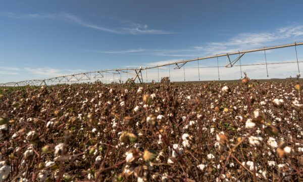 SLC Agrícola (SLCE3): Guidance do algodão melhora, enquanto alavancage