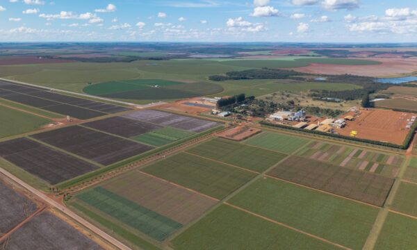SLC Agrícola (SLCE3): lucro dispara 75% no 2T26, para R$ 245 milhões