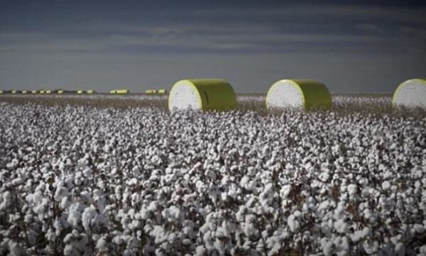 SLC Agrícola (SLCE3): XP eleva preço-alvo com equilíbrio para relação