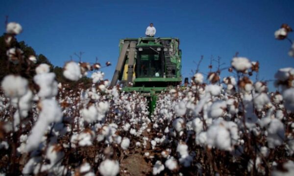 SLC Agrícola (SLCE3): BTG eleva preço-alvo com impulso de curto prazo