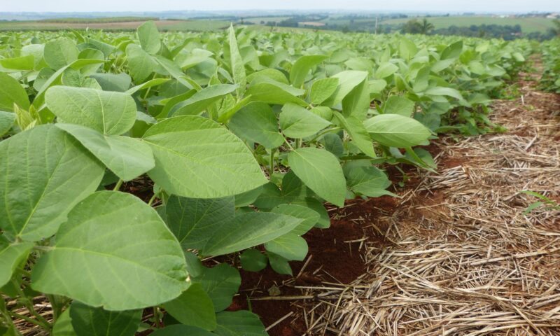 Primeiro biofungicida brasileiro 100% à base de metabólitos é registrado para soja