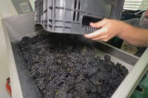 Parceria com escola italiana busca aprimorar produção de vinhos em Jundiaí